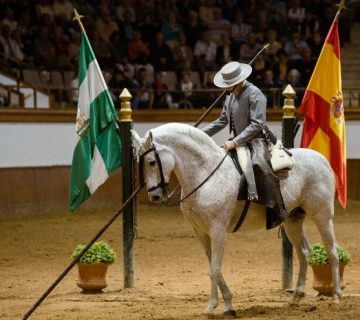 Equestrian performance with rider and flags in arena