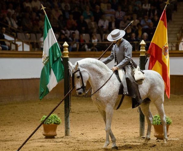 Equestrian performance with rider and flags in arena