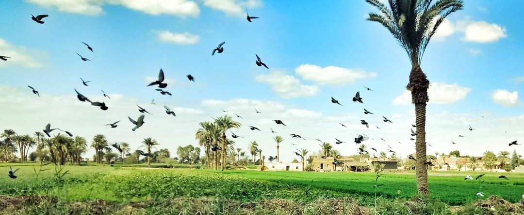 Palm trees and birds in a lush green field under a blue sky.