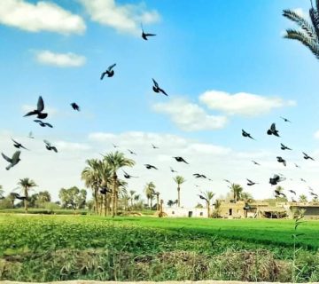 Palm trees and birds in a lush green field under a blue sky.