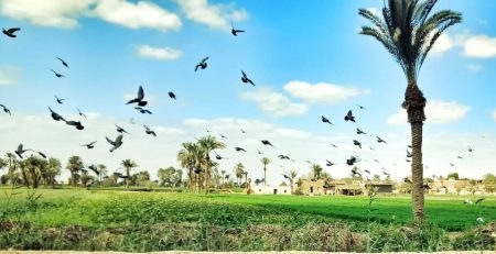 Palm trees and birds in a lush green field under a blue sky.