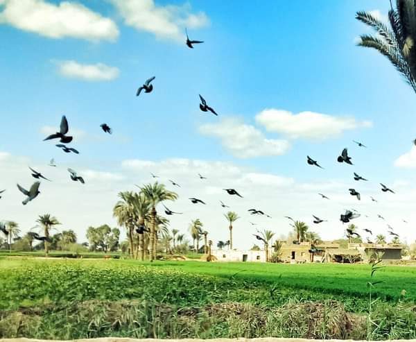 Palm trees and birds in a lush green field under a blue sky.